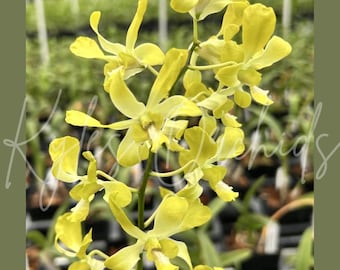 Spiking! Dendrobium Banana Ancheng Orchid, 3.5" Pots, Blooming size, PREORDER