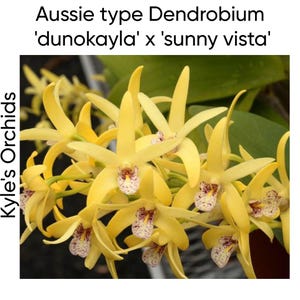 May include: A cluster of bright yellow Aussie type Dendrobium 'dunokayla' x 'sunny vista' orchid flowers with pointed petals and a central lip featuring purple speckles. The text 'Kyle's Orchids' and 'Aussie type Dendrobium 'dunokayla' x 'sunny vista'' is visible.