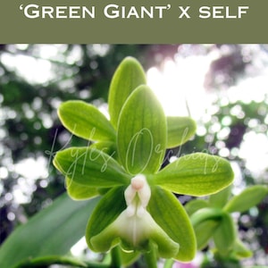 Epidendrum Robustum 'green giant', 4" Pots, Reed Stem Orchid, Blooming size, Unusual