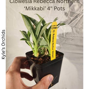 Clowesia Rebecca Northern 'mikkabi' Orchid Grown in 4