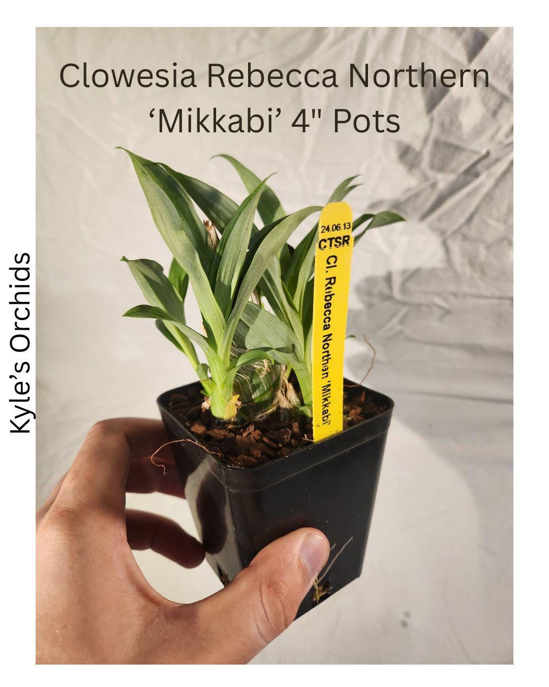 Clowesia Rebecca Northern 'mikkabi' Orchid Grown in 4