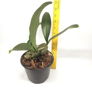 Rossioglossum ampliatum (Oncidium Type) Blooming Size, 5 Inch Pots, Uncommon image 7