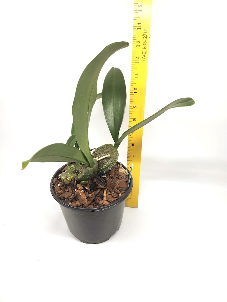 Rossioglossum ampliatum (Oncidium Type) Blooming Size, 5 Inch Pots, Uncommon image 7