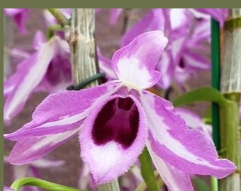 Dendrobium Anosmum 'touch of class' orchid, 3.5 inch pots, in bud!