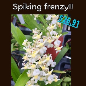 PREORDER-Oncidium Twinkles &#39;Fragrance Fantasy&#39;-In Spike! Fragrant, LIVE Orchid Plant, Great Price, Quick Shipping