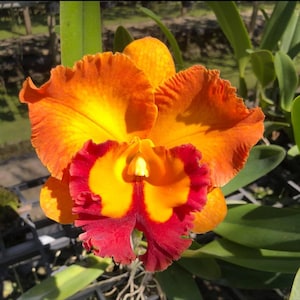May include: Close-up of a vibrant orchid flower, Catt. Bangkok City 'Good Memory', with petals in shades of orange, yellow, and red. The flower is in a 3-inch pot, with green leaves in the background.