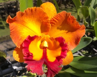 Cattleya Bangkok City 'good memory' Orchid - 3.5 Inch Pots, Fragrant
