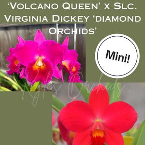 May include: Two vibrant orchid flowers displayed against a green background. The top flower is magenta with a yellow and orange center. The bottom flower is bright red with a yellow and orange center. Text reads: Pot. Hisako Song 'Volcano Queen' x Slc. Virginia Dickey 'Diamond Orchids' and Mini!