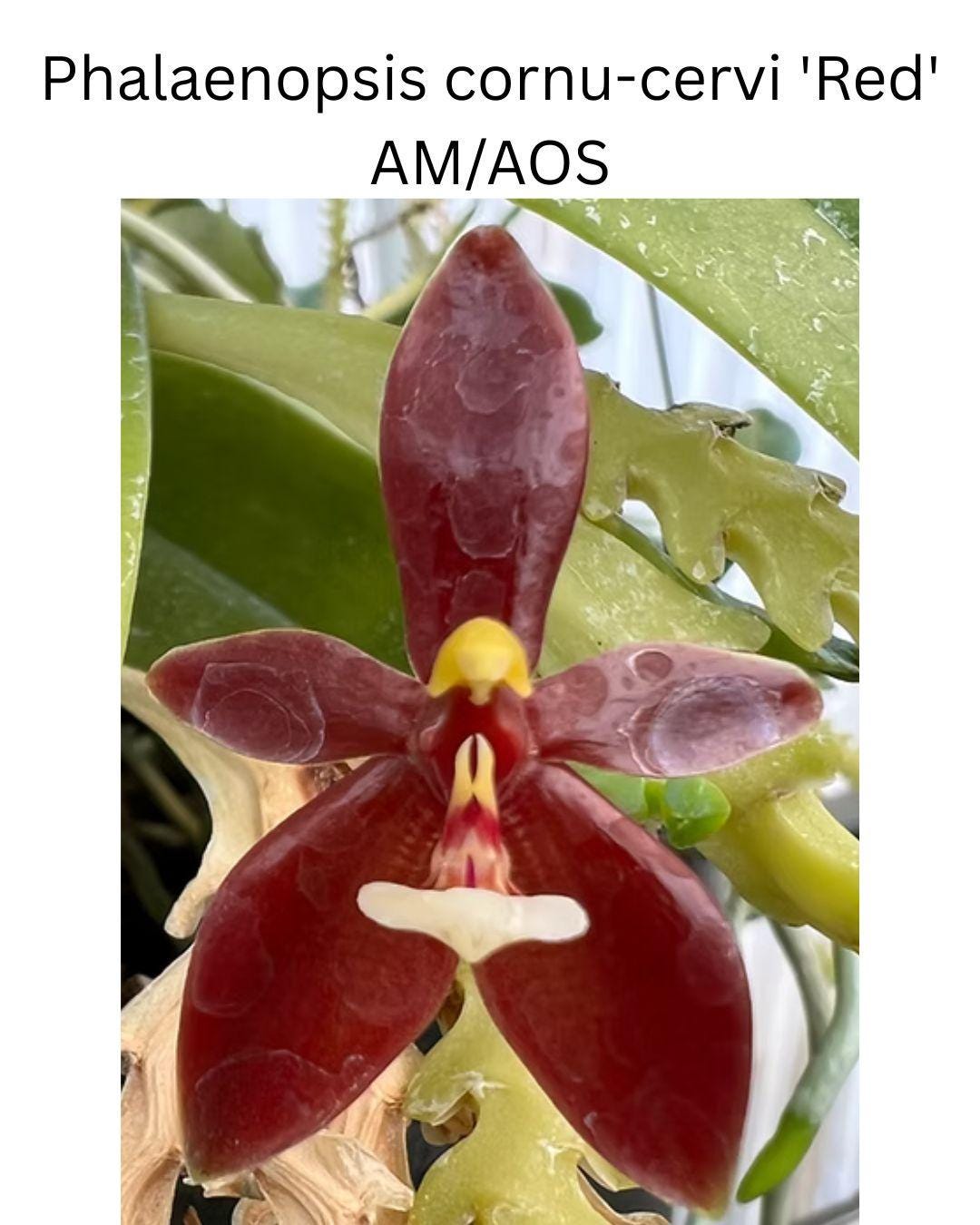 Phalaenopsis cornu-cervi 'Red' AM/AOS Awarded, Fragrant, Seedling Size, LIVE Plant