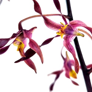 May include: Close-up of a cluster of orchids with deep burgundy petals and yellow centers. The petals have delicate lines, and the flowers are on a dark stem against a white background. The orchid's unique shape is highlighted.