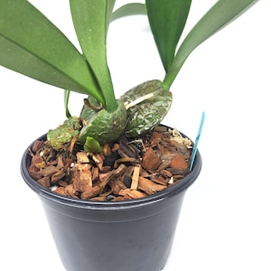 Rossioglossum ampliatum (Oncidium Type) Blooming Size, 5 Inch Pots, Uncommon image 3