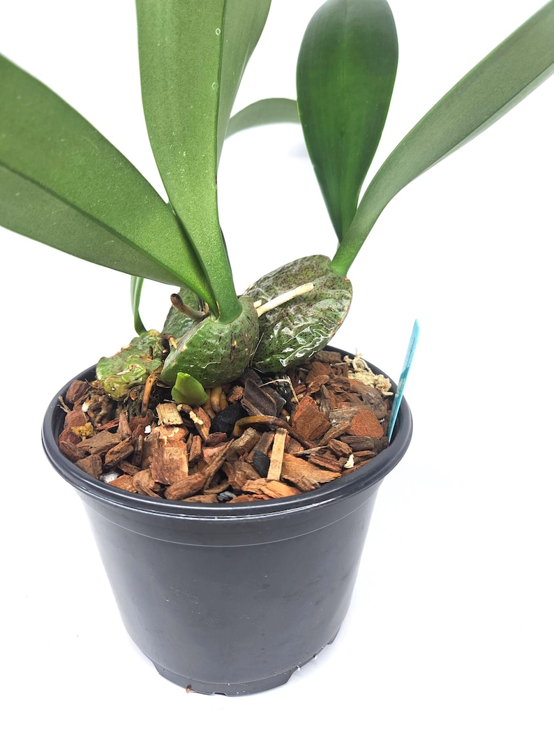 Rossioglossum ampliatum (Oncidium Type) Blooming Size, 5 Inch Pots, Uncommon image 3