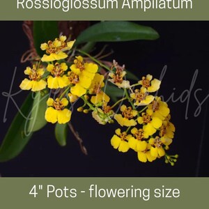 Rossioglossum ampliatum (Oncidium Type) Blooming Size, 5 Inch Pots, Uncommon image 1