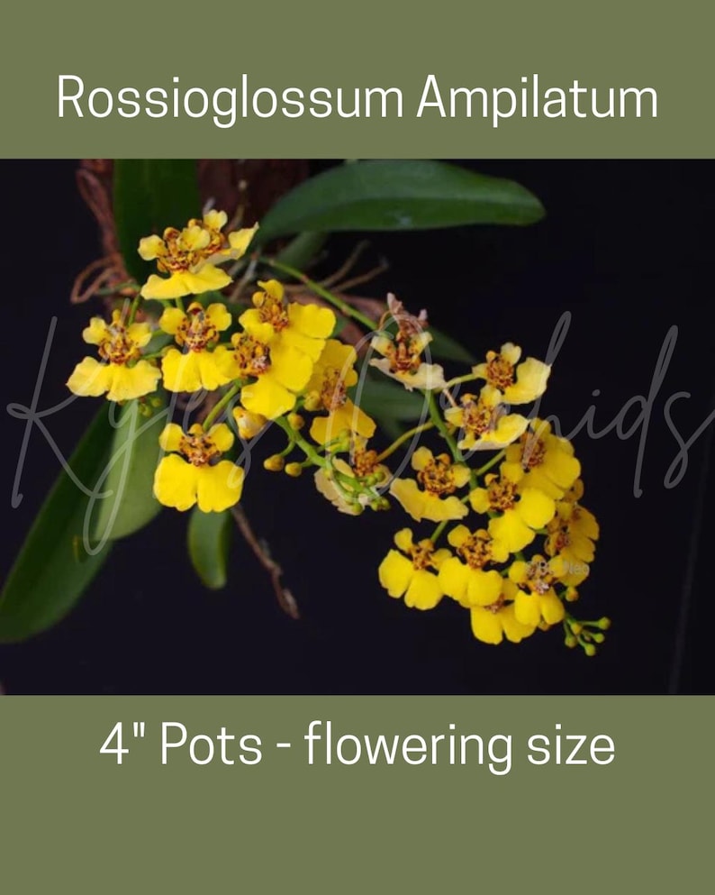 Rossioglossum ampliatum (Oncidium Type) Blooming Size, 5 Inch Pots, Uncommon image 1