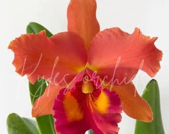 Cattleya Blc. Hawaiian Treat Orchid, 3.5 inch pot, fragrant orange flowers