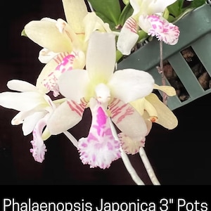 May include: Close-up of Phalaenopsis Japonica orchids in 3-inch pots. The flowers have white petals with pink and red markings. Some petals have a ruffled edge. The background is black.