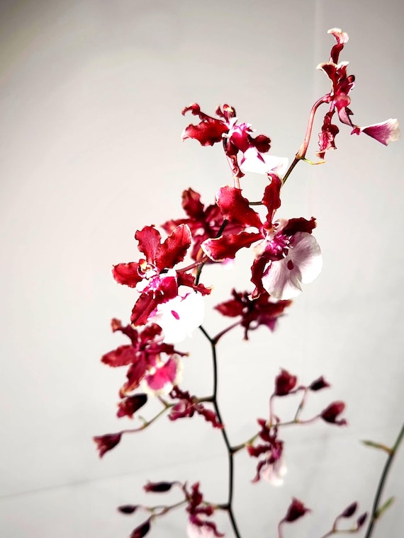 In SPIKE Oncidium Sharry Baby sweet fragrance, The Chocolate Orchid, 3.5 inch pot, highly FRAGRANT
