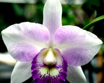 Clty. Cattleya Spring Fragrance &#39;Paradise&#39; Orchid, Established Large Plants, Blooming Size, Fragrant!