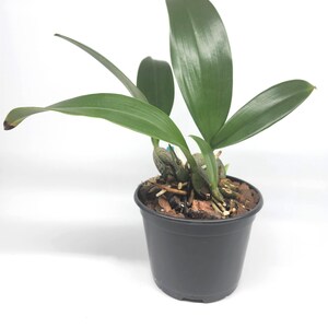 Rossioglossum ampliatum (Oncidium Type) Blooming Size, 5 Inch Pots, Uncommon image 5