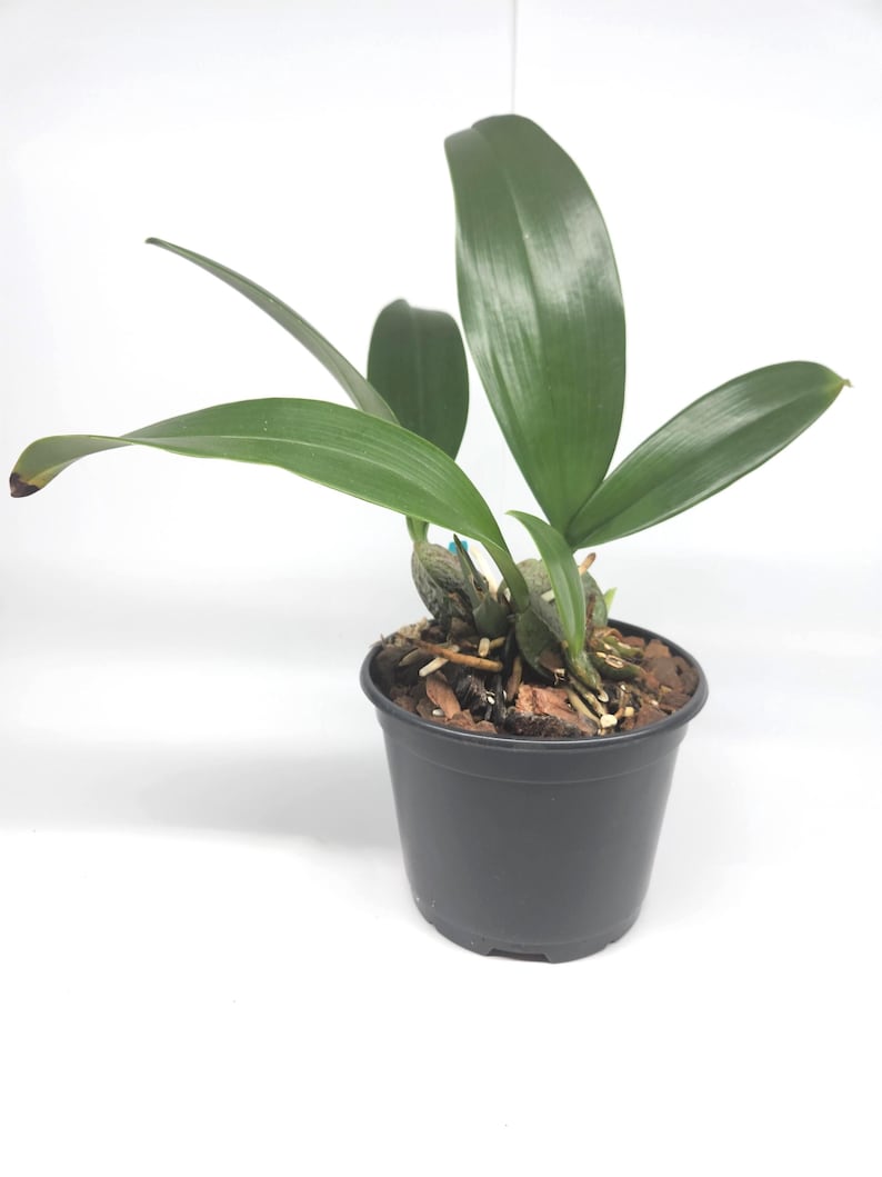 Rossioglossum ampliatum (Oncidium Type) Blooming Size, 5 Inch Pots, Uncommon image 5