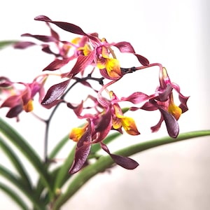 May include: Close-up of a Dendrobium orchid with deep burgundy petals and vibrant yellow centers. The orchid's delicate blooms cascade from slender stems, contrasted by long, green leaves. The background is a soft, neutral tone, highlighting the flower's intricate details.