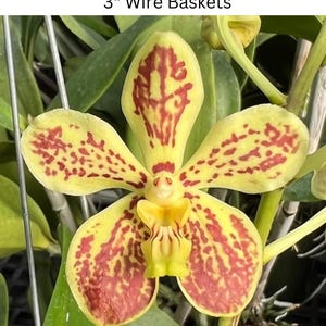 Fragrant Vanda Golden Speck Orchid - Live Flowering Size Plant