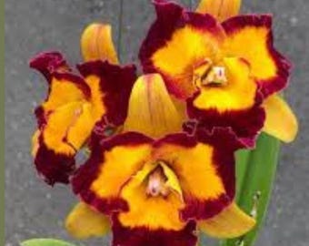 Cattleya Link In Love 'Chester' - Blooming Size, 3.5 Inch Pots, Miniature, The Corsage Flower