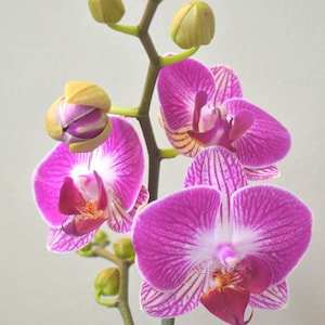 In Spike! Phalaenopsis Dragon Tree 'Stripe' Orchid Grown in 3" Pot, Miniature Phalaenopsis, Blooming Size, Long flower Life