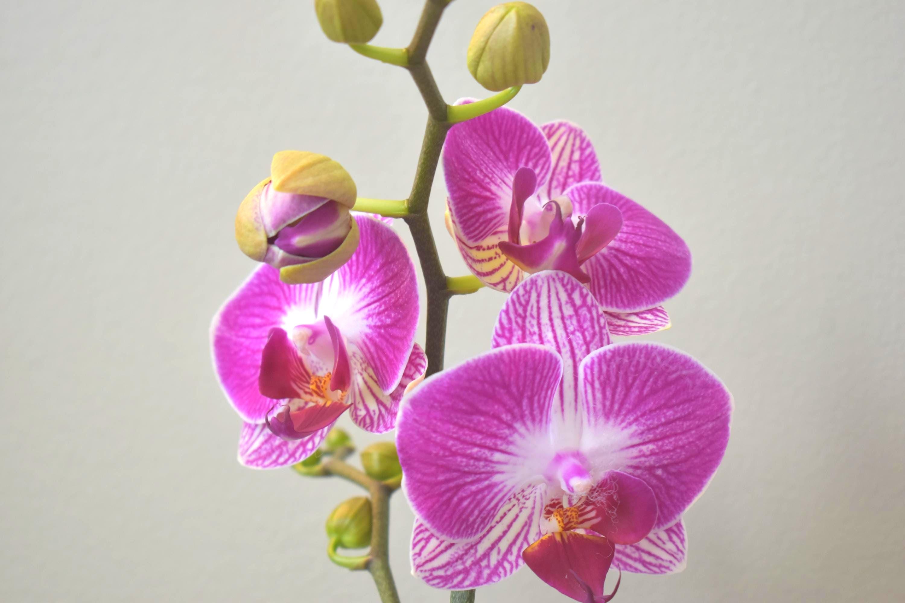 In Spike! Phalaenopsis Dragon Tree 'Stripe' Orchid Grown in 3" Pot, Miniature Phalaenopsis, Blooming Size, Long flower Life