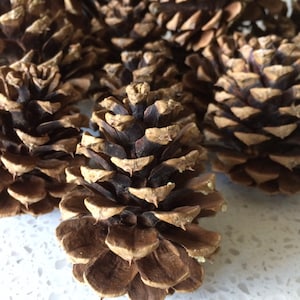 May include: A close-up of a group of brown pine cones. The pine cones are arranged in a cluster on a white surface.