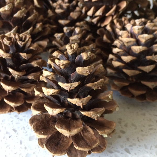 Pinecones - 2 Dutzend - Black Hills Ponderosa Pine Natural Dekor