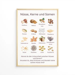 Frutos secos, semillas y granos: carteles educativos para niños - decoración para la cocina infantil
