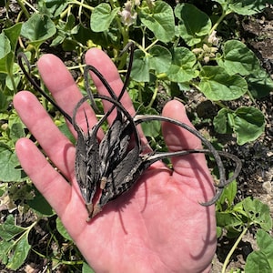 May include: Close-up of a hand holding three dried, brown, spiky seed pods with long, thin, twisted stems.