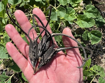 Devil's Claw Pods (3) with Seed Inside: Organic, Ram's Horn, Unicorn Plant, Used for Basketweaving, Unique Proboscidea louisianica Elephant