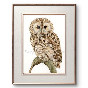 Stampa di gufo comune, belle arti, arredamento per la casa, arte murale, regalo naturalistico, arte contemporanea, stampa opaca, regalo, stampa artistica, regalo per gli amanti degli uccelli, arte naturalistica