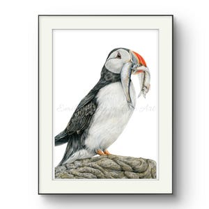 Stampa di pulcinella di mare, belle arti, arredamento per la casa, arte murale, regalo costiero, arredamento costiero, stampa opaca, regalo, stampa artistica, regalo per gli amanti degli uccelli, arte della fauna selvatica, mare.