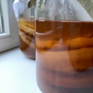 Bio Kombucha Scoby