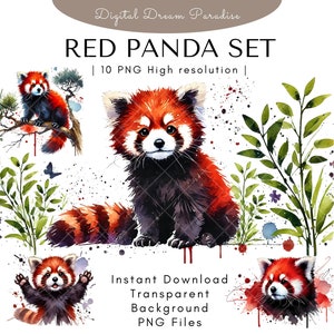 Pacote de clipart de panda vermelho de alta qualidade com fundos transparentes | 10 ilustrações PNG | Estilo aquarela com pinceladas fluidas