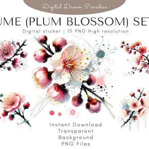 Pacote de clipart de alta qualidade de Ume (flor de ameixa) com fundos transparentes | 10 ilustrações PNG | Estilo aquarela com pincelada fluida