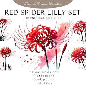 Pacote de clipart de lírio-aranha vermelho de alta qualidade (Higanbana) com fundo transparente | 10 ilustrações PNG | Estilo aquarela com pincelada fluida