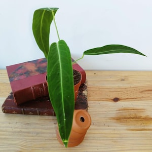 Anthurium warocqueanum