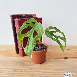 Monstera cf obliqua 'Cenepa'