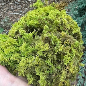 Natural moss, great for terrariums, houseplants, Japanese decor, wall installations, other crafts, harvest of 2025, handpicked in Tennessee,