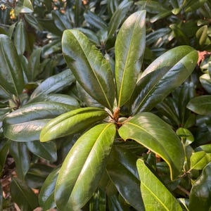 Magnolia leaves on branches, fresh, glossy , shiny, set of 10