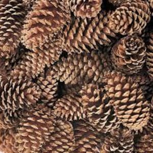 May include: A close-up view of a pile of brown pine cones. The cones are various sizes and shapes, with some open and some closed.