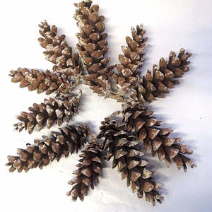Eastern white pine cones, dried, handpicked in Tennessee, harvest of 2024