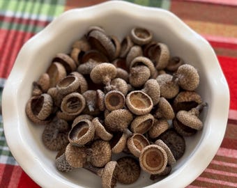 Acorn caps for crafting, set of 25, combination of different sizes from different oak trees species