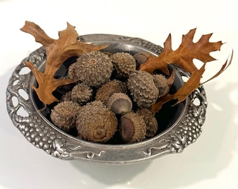 Overcup acorns, fresh handpicked, harvest of 2024, set of 21 in variety of sizes, fall decor, great for crafts