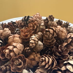 Hemlock pine cones, dried, handpicked in Tennessee, harvest of 2025, set of 200