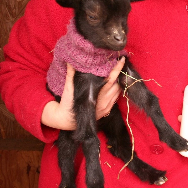 Knitted Goat Sweater for Newborn Nigerian Dwarf Goat